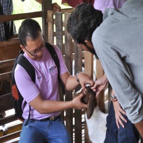 Dr Azam is doing physical examination on a goat