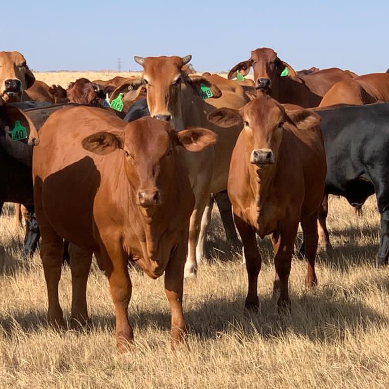 Small numbers of cattle ooking at camera